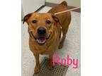 Adopt Ruby a Red/Golden/Orange/Chestnut Labrador Retriever / Chow Chow / Mixed