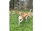 Adopt Lily a Tan/Yellow/Fawn Coonhound / Mixed Breed (Medium) / Mixed (short