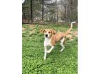 Adopt Lily a Tan/Yellow/Fawn Coonhound / Mixed dog in Sylva, NC (39423824)