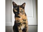 Adopt Brownie a Tortoiseshell American Shorthair / Mixed cat in Torrance
