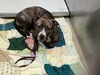 Adopt Willow a Brindle American Pit Bull Terrier / Mixed Breed (Medium) / Mixed