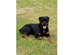 Adopt Riggs a Black - with Tan, Yellow or Fawn Rottweiler / Mixed dog in