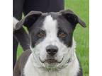 Adopt Smiley a Black - with White Border Collie / Labrador Retriever / Mixed dog