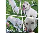 Adopt Bo a White Catahoula Leopard Dog / Labrador Retriever / Mixed dog in