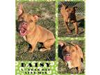 Adopt Daisy a Tan/Yellow/Fawn American Pit Bull Terrier / Mixed Breed (Medium) /