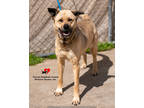 Adopt Delilah a Tan/Yellow/Fawn Anatolian Shepherd / Mixed dog in Toccoa