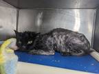 Adopt Benny a Domestic Longhair cat in Roanoke, VA (41271039)