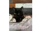 Adopt Uhthred a All Black Domestic Shorthair / Mixed (short coat) cat in