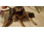 Adopt Rocky a Black - with Tan, Yellow or Fawn German Shepherd Dog / Rottweiler