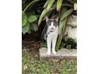 Adopt Katsu & Badtz a Gray or Blue American Shorthair / Mixed (short coat) cat