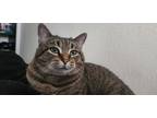 Adopt Sushi / Nigiri a Gray or Blue Tabby / Mixed (short coat) cat in Mesa