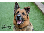Adopt Jewels a Tan/Yellow/Fawn German Shepherd Dog / Mixed Breed (Medium) /