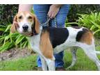 Adopt Lemon a Tan/Yellow/Fawn Coonhound / Mixed dog in Brunswick, GA (29049253)