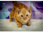 Adopt Quietly a Orange or Red Domestic Shorthair / Domestic Shorthair / Mixed