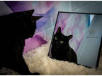 Adopt Beast a All Black Domestic Shorthair / Domestic Shorthair / Mixed cat in