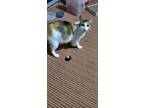 Adopt Momma Kitty a Calico or Dilute Calico Domestic Shorthair / Mixed (medium