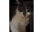 Adopt George a Gray or Blue Domestic Mediumhair / Mixed (medium coat) cat in