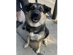 Adopt Trout a Brown/Chocolate - with Black German Shepherd Dog / Mixed Breed