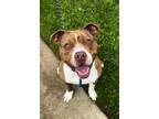 Adopt Ten a Brown/Chocolate Catahoula Leopard Dog / American Pit Bull Terrier /