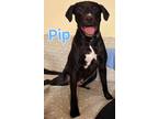 Adopt Pip a Black Labrador Retriever / Mixed Breed (Medium) / Mixed (short coat)