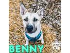 Adopt Benny a Tan/Yellow/Fawn Akita / Mixed dog in Belleville, MI (40943889)