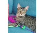 Adopt Rotini a Brown Tabby Domestic Shorthair / Mixed cat in Rochester