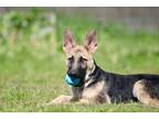 Adopt Levi! a Black - with Tan, Yellow or Fawn German Shepherd Dog / Mixed dog
