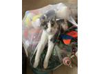 Adopt Tilly a Calico or Dilute Calico Calico / Mixed (short coat) cat in Saint