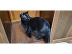 Adopt Barney a All Black Domestic Mediumhair / Mixed (medium coat) cat in