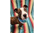 Adopt Pickle a Brown/Chocolate American Pit Bull Terrier / Mixed dog in