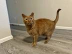Adopt Tormund a Orange or Red Tabby Domestic Shorthair / Mixed (short coat) cat