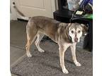 Adopt Juno a Brindle - with White Mutt / Husky / Mixed dog in Sylvania Township
