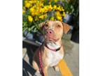 Adopt Ruby a Tan/Yellow/Fawn - with White American Pit Bull Terrier / Mixed dog