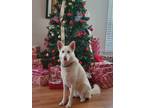 Adopt Diamond a White - with Gray or Silver Husky / Hound (Unknown Type) / Mixed