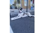 Adopt Fletcher a Brindle - with White Terrier (Unknown Type