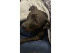 Adopt Ruthie a Black American Staffordshire Terrier / Labrador Retriever / Mixed