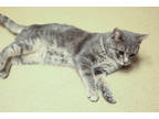 Adopt Harry a Gray, Blue or Silver Tabby Domestic Shorthair / Mixed Breed