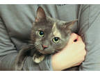 Adopt Pawtunia a Gray or Blue Domestic Shorthair / Mixed Breed (Medium) / Mixed