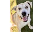 Adopt Hemingway a Tan/Yellow/Fawn Labrador Retriever / Mastiff / Mixed (short