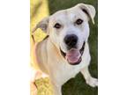 Adopt Hemingway a Tan/Yellow/Fawn Labrador Retriever / Mastiff / Mixed dog in