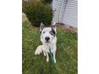 Adopt Blueberry a White - with Black Border Collie / Husky / Mixed dog in Fort