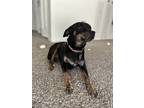 Adopt Jenna a Black - with Tan, Yellow or Fawn Rottweiler / Doberman Pinscher /