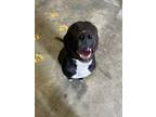 Adopt Cooper a Black - with White Labrador Retriever / Staffordshire Bull