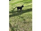 Adopt Mack a Black - with Gray or Silver Labrador Retriever / Mixed dog in
