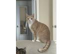 Adopt Heniu a Orange or Red Tabby Domestic Shorthair / Mixed (short coat) cat in