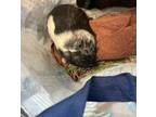 Adopt Lil Skunk a Guinea Pig small animal in New York, NY (41270517)