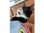 Adopt Moon a Black & White or Tuxedo Domestic Shorthair / Mixed (short coat) cat