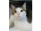 Adopt Gia a Tan or Fawn (Mostly) Domestic Shorthair (short coat) cat in Oakland