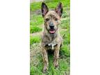 Adopt Abby a Brindle Terrier (Unknown Type, Medium) / Mixed dog in Houston