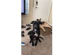 Adopt Raven a Black - with Gray or Silver Catahoula Leopard Dog / Labrador